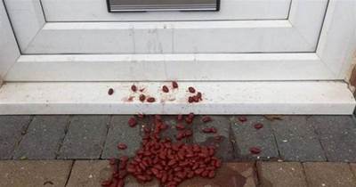【衝撃の事実】玄関前に豆…、嫌がらせかと思いきや実は空き巣による下見の手口だった！