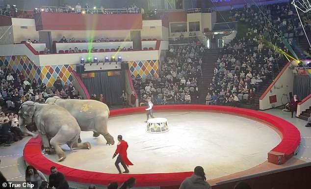 俄羅斯馬戲團2只大象突然打架，1只大象被打翻，還推到了觀眾席，網友：戰鬥民族的大象