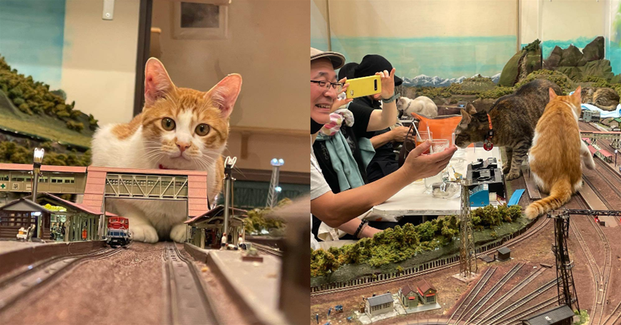 日本阿貝餐廳因疫情面臨倒閉，收留的流浪貓卻救下了小店？網友：貓的報恩！