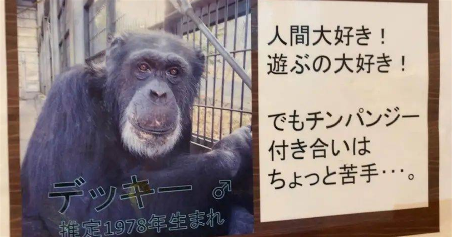 東京動物園的大齡暖男不懂「愛」，科學家們費盡心思也要讓它當上一回「爸爸」！