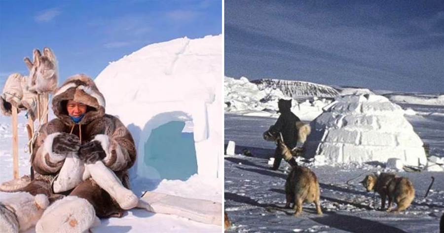 因紐特人在零下50度的北極，全家睡在雪屋里，他們難道不怕冷嗎？