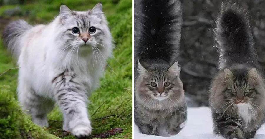 俄羅斯貓：問世間情為何物？直教生死相許，說說貓中情種西森貓：一生一世一對貓